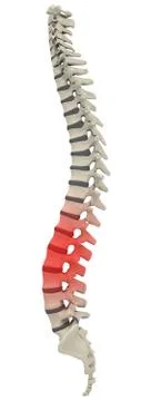 Backbone Stock Illustration