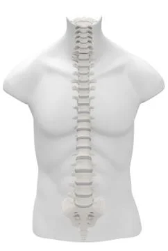 Backbone Stock Illustration
