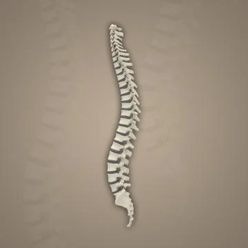 Backbone Stock Illustration