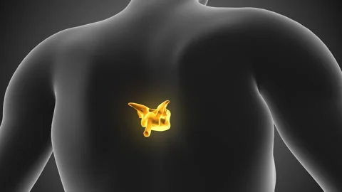 The backbone or spine of humans Stock Footage 280189590