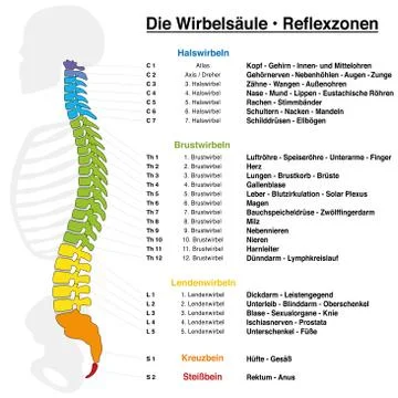 Backbone Reflexology Chart German Names Stock Illustration