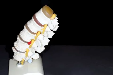 Backbone spinal  vertebra model Stock Photos