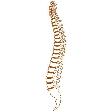 Backbones icon logo design Stock Illustration