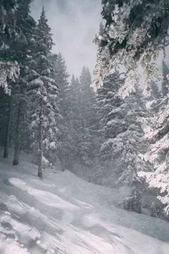 Backcountry Blizzard Foto stock