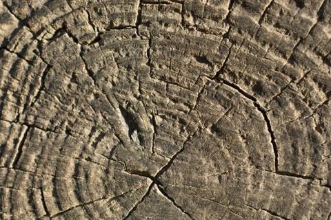 Backdrop and background texture abstract details on wood Stock Photos