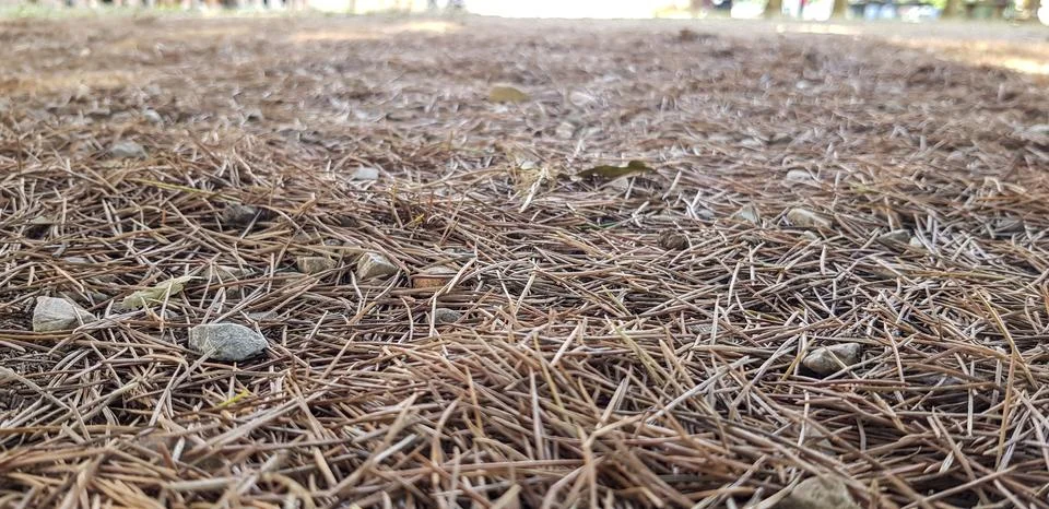 Backdrop background of pine needles on the ground in autumn Stock Photos