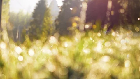 Backdrop blurred green grass with water drops fog. 4k Defocused tree landscape Stock Footage 88529681