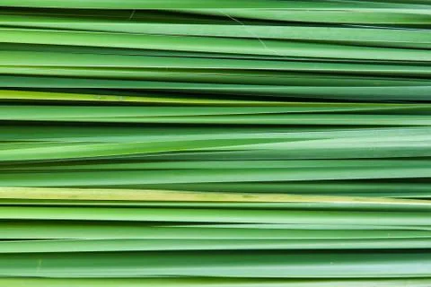 Backdrop of the grass leaves. Stock Photos