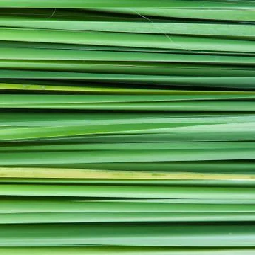 Backdrop of the grass leaves. Stock Photos