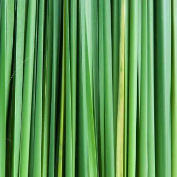 Backdrop of the grass leaves. Stock Photos