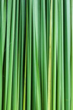 Backdrop of the grass leaves. Stock Photos