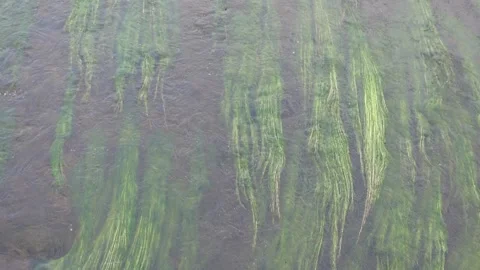 Backdrop of green algae in a river Stock Footage 275250236