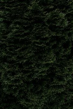 Backdrop from green thuja branches for design or project Stock-Fotos