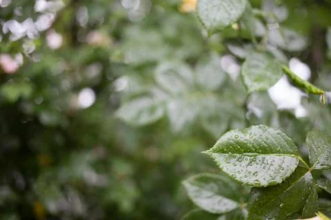 Backdrop with a leaf. Stock Photos