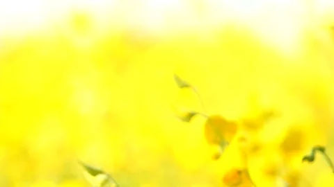 The backdrop looks like a group of flowers. Stock Footage 83961661
