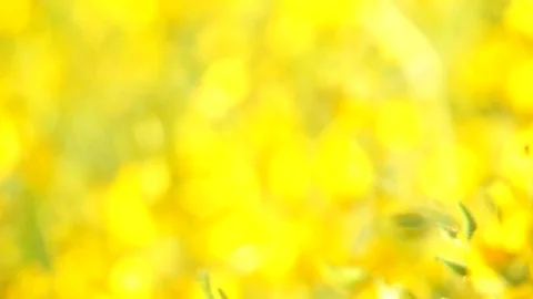 The backdrop looks like a group of flowers. Stock Footage 83961696