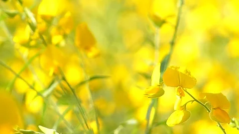 The backdrop looks like a group of flowers. Stock Footage 83961707