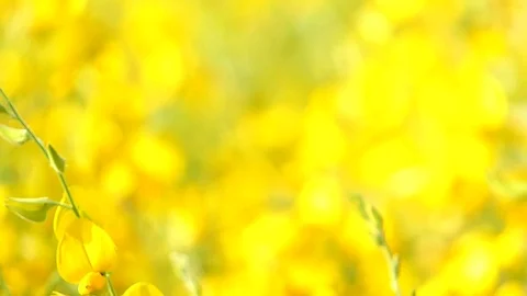 The backdrop looks like a group of flowers. Stock Footage 83961858