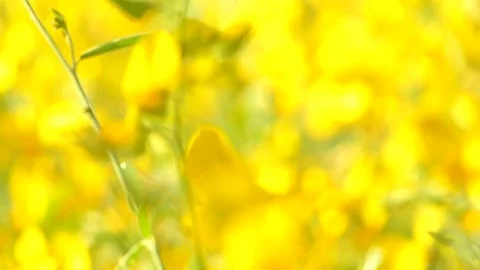 The backdrop looks like a group of flowers. Stock Footage 83961974