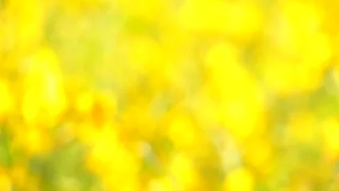 The backdrop looks like a group of flowers. Stock Footage 83961989