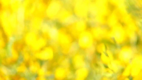 The backdrop looks like a group of flowers. Stock Footage 83962007