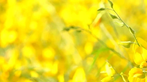 The backdrop looks like a group of flowers. Stock Footage 83962009