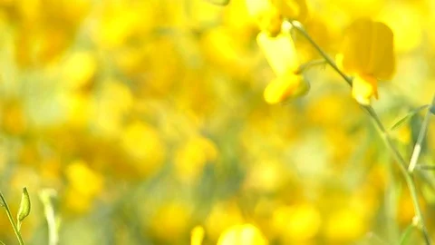 The backdrop looks like a group of flowers. Stock Footage 83962081
