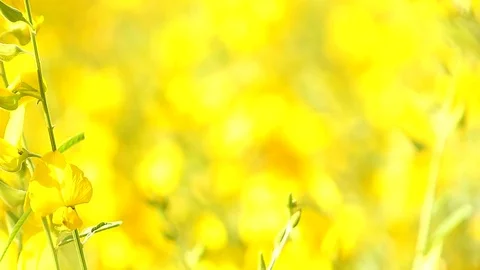 The backdrop looks like a group of flowers. Stock Footage 83962091