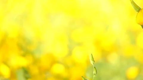 The backdrop looks like a group of flowers. Stock Footage 83962117