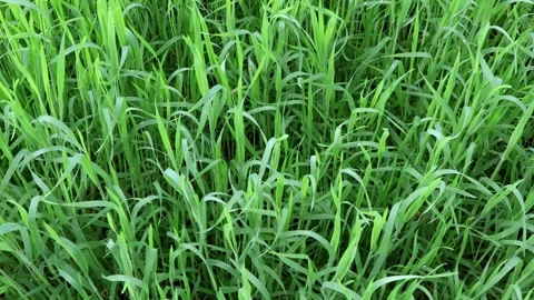 A backdrop of lush green grass swaying in the breeeze, 4k 動画素材 337204587