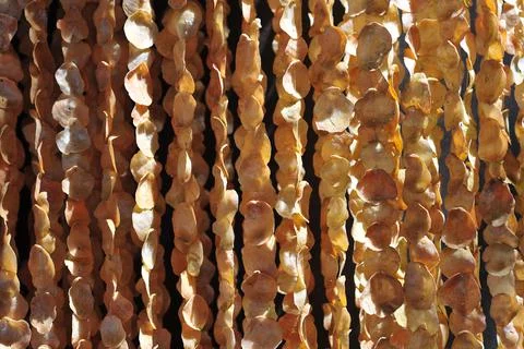 Backdrop made of shells.shells hanging on the wall. Stock Photos