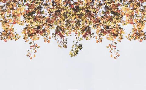 Backdrop from maple leaves Stock Photos