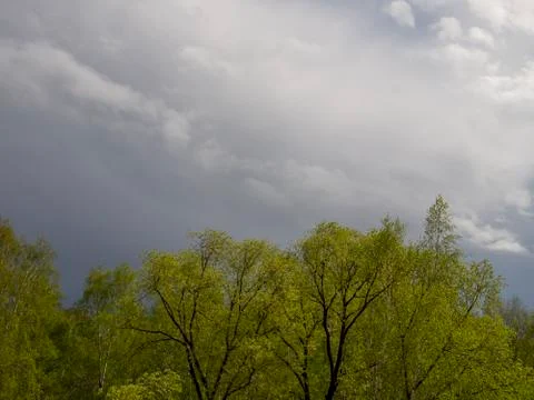 Backdrop like a mixed forest after rain on a background of rain clouds.  Stock Photos