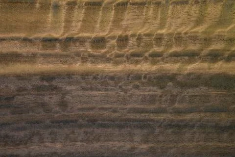 Backdrop or background wooden. Two color eucalyptus tree. Foto stock