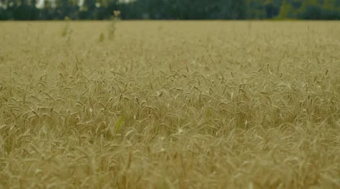 Backdrop of ripening ears of yellow wheat field on the sunset cloudy orange sky 스톡 동영상 53212724
