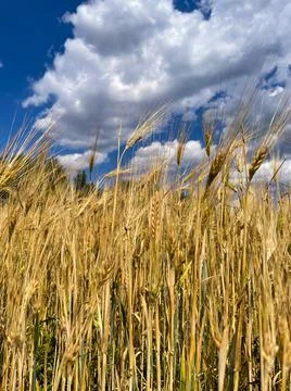 Backdrop of ripening ears of yellow wheat field on the sunset cloudy orange sky Stock Photos