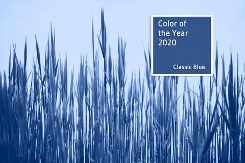 Backdrop of spring plantsbcolored trendy blue. Stock Photos