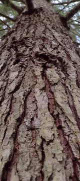 Backdrop view of brown cracked tree bark Stock Photos