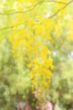 Backgorund of yellow flowers Foto stock