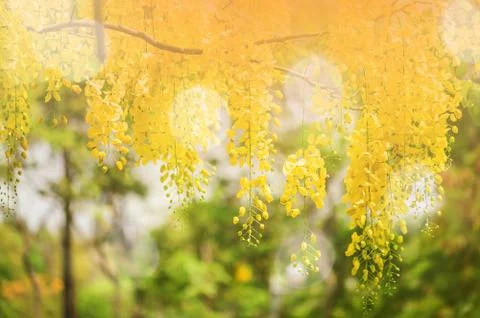 Backgorund of yellow flowers Stock Photos