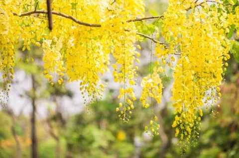 Backgorund of yellow flowers Stock Photos
