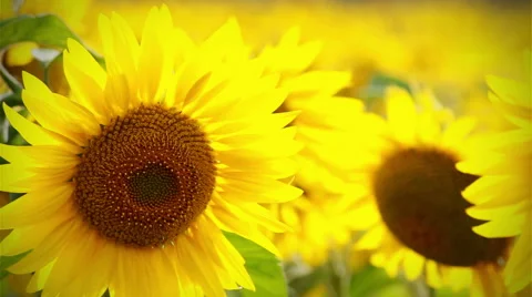 Backgound of close-up sunflower Stock Footage 40302592