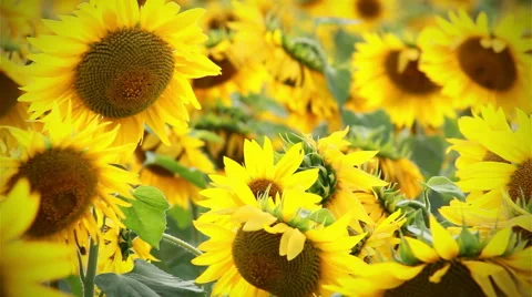 Backgound of sunflowers Stock Footage 41087766
