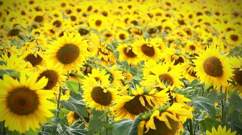 Backgound of sunflowers Video stock 41087862