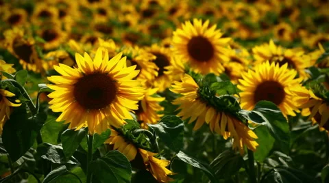 Backgound of sunflowers in rays of evening sun Stock Footage 40302732