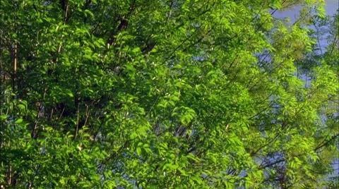 BACKGROUND _TREES _01 Stock Footage