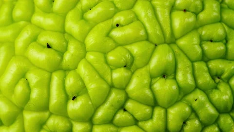 Background abstract green pomifera Stock-Footage 143481453