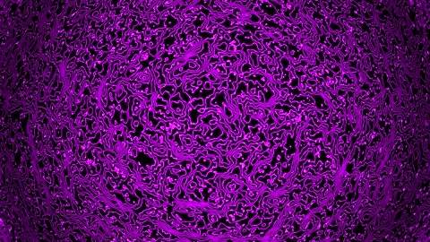 Background abstract loop purple magenta colored 4K 25p distorted lines Scale 12 Stock-Footage 280071621