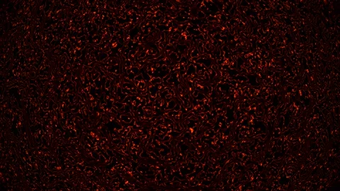 Background abstract loop red colored 4K 30p distorted lines Scale 12 Stock Footage 283493960