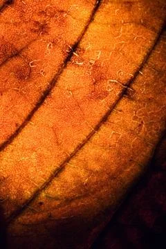 Background  abstract of a  yellow red Stock Photos